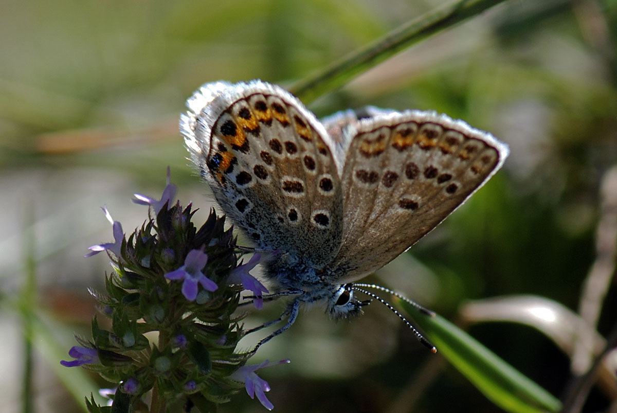 Lycaenidae da id.